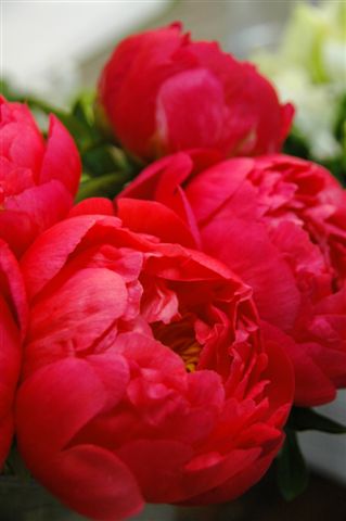 Peonies